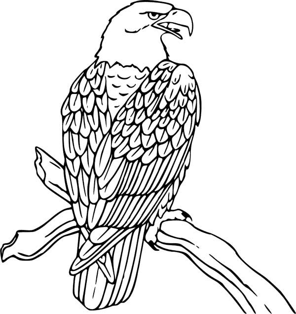 600x635 Bald Eagle Clipart Harpy Eagle - Eagle Line Drawing