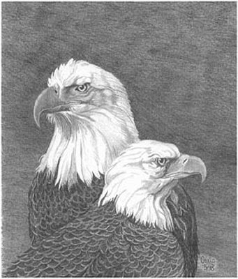 341x400 Eagle Pencil Sketch - Eagle Pencil Drawing