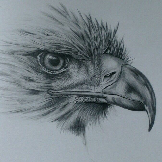674x674 Eagle Drawing In Pencil Drawing - Eagle Pencil Drawing
