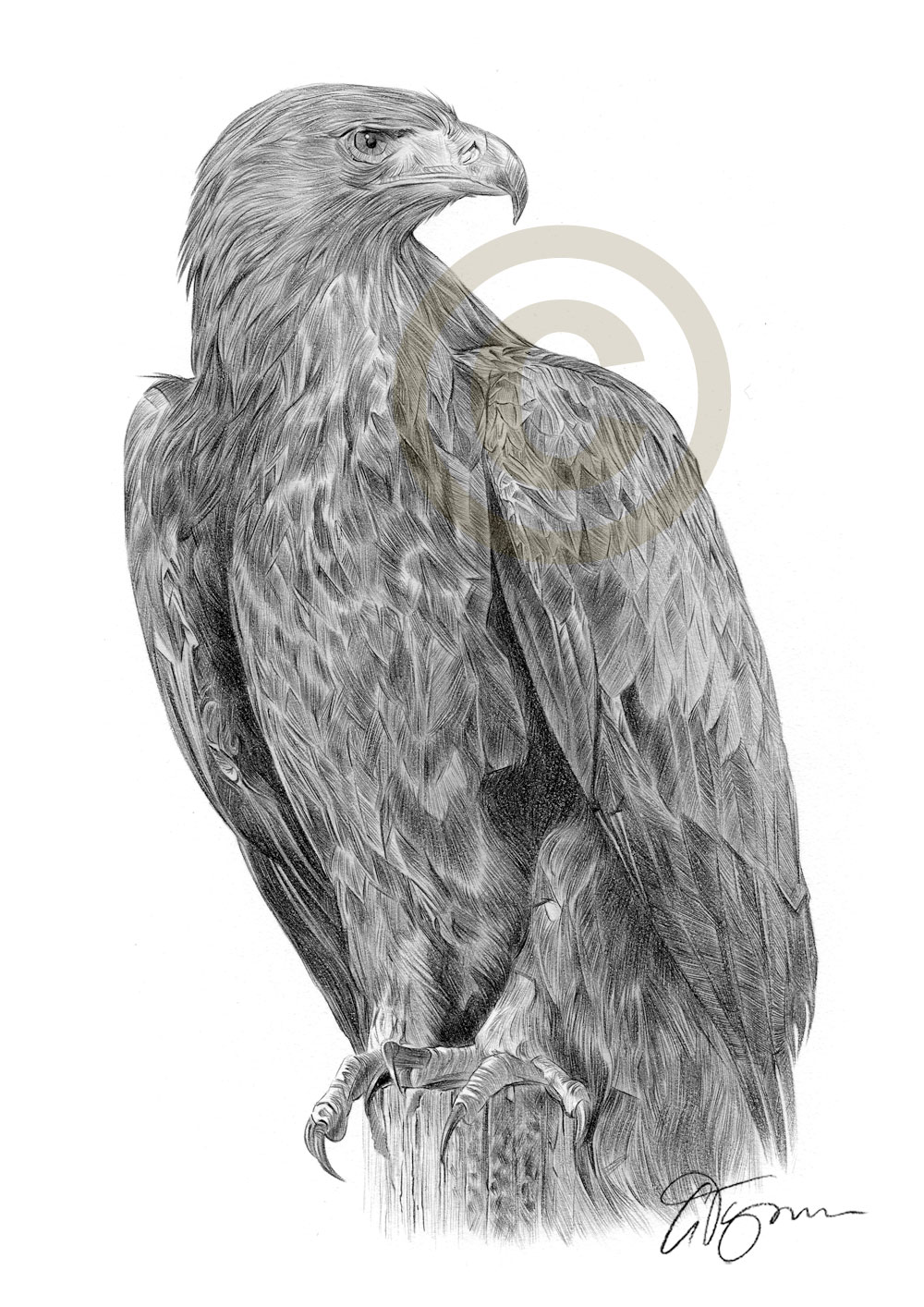 1000x1414 Golden Eagle Pencil Drawing Art Print Sizes Bird Artwork Ebay - Eagle Pencil Drawing