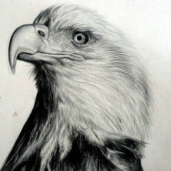 350x350 Eagle Pencil Drawing - Eagle Pencil Drawing