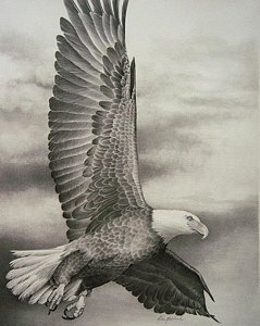 239x300 Bald Eagle Pencil Drawing Drawings Fine Art America - Eagle Pencil Drawing