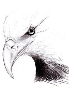 Eagle Simple Drawing