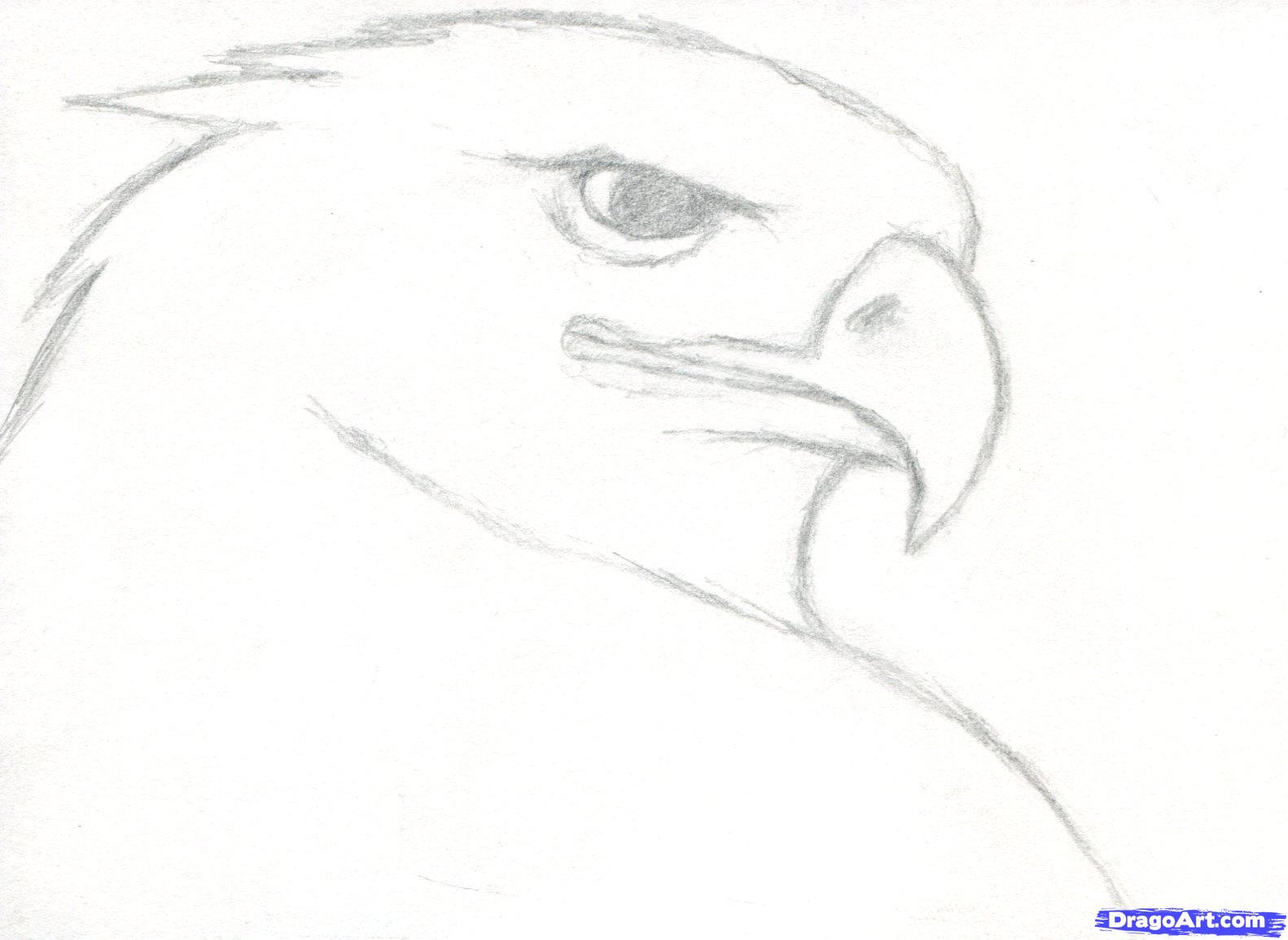 1582x1154 Drawn Eagle Simple - Eagle Simple Drawing