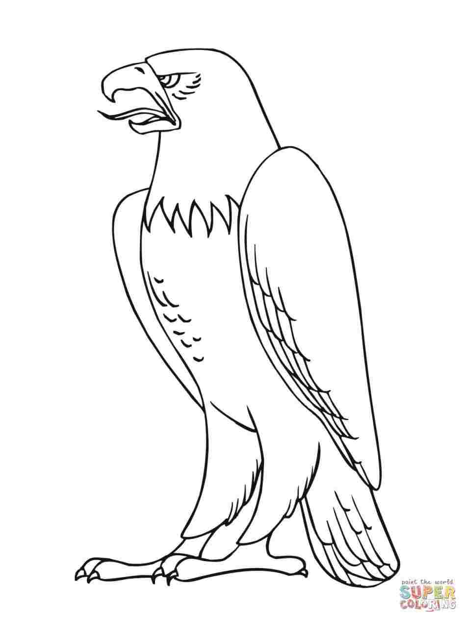 948x1264 Eagle Easy To Draw Step - Eagle Simple Drawing