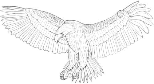 501x276 flying on wings like eagles eagles eagle drawing, drawings - Eagle Simple Drawing