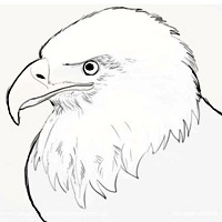 Eagle Simple Drawing at PaintingValley.com | Explore collection of ...