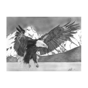 300x300 Bald Eagle Soaring Drawing Drawing - Eagle Soaring Drawing