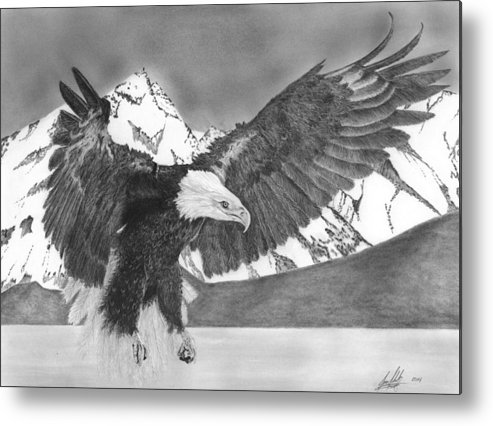 493x426 Bald Eagle Soaring Drawing Metal Print - Eagle Soaring Drawing