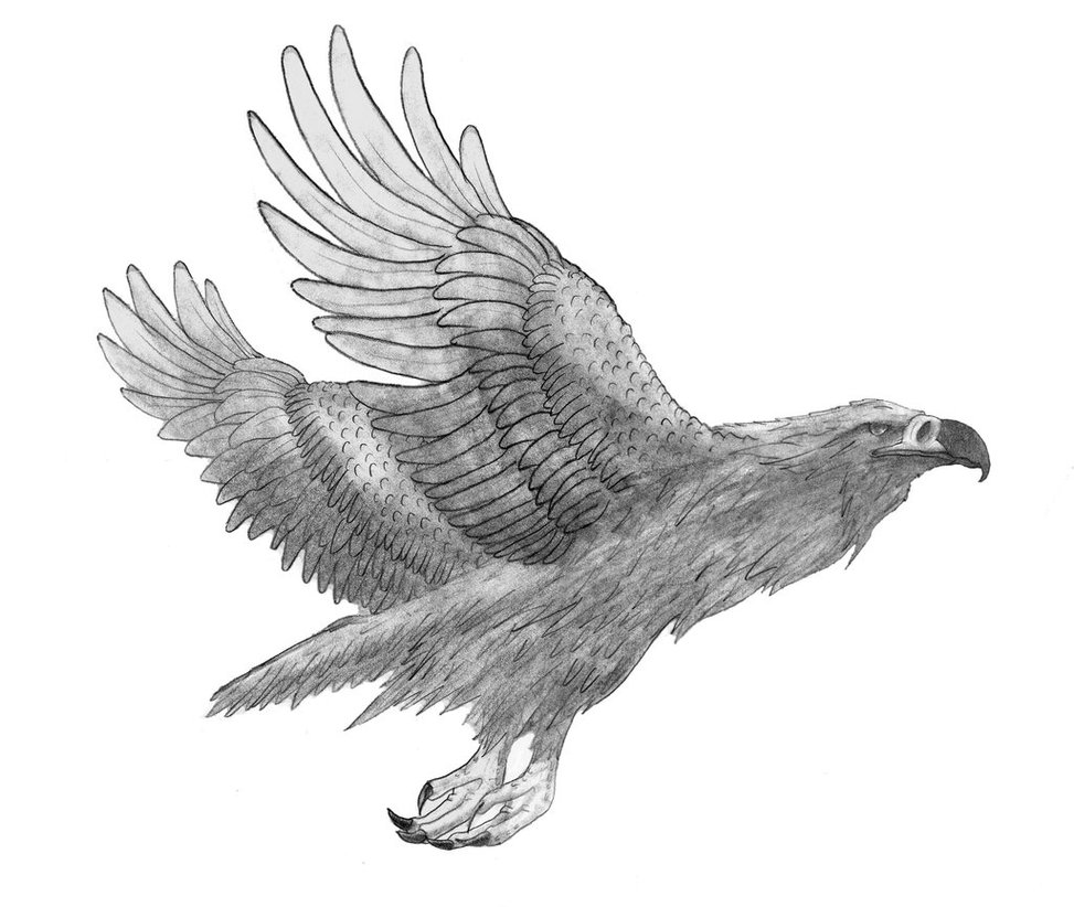 973x822 Eagle Soaring Drawing - Eagle Soaring Drawing
