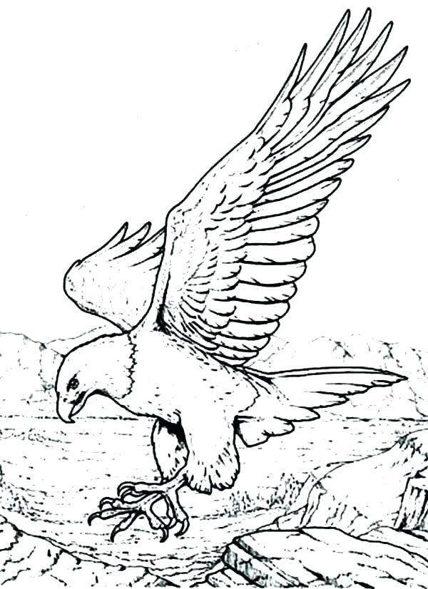 600x826 Flying Eagle Coloring - Eagle Soaring Drawing