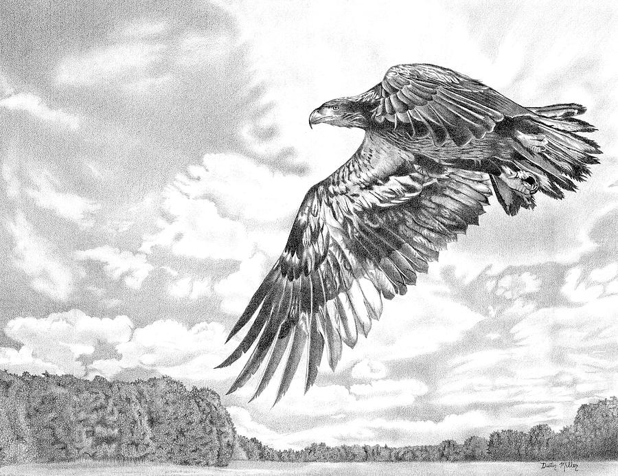 900x693 Soaring Eagle Drawing - Eagle Soaring Drawing
