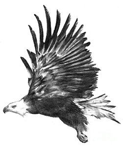 Eagle Soaring Drawing at PaintingValley.com | Explore collection of ...