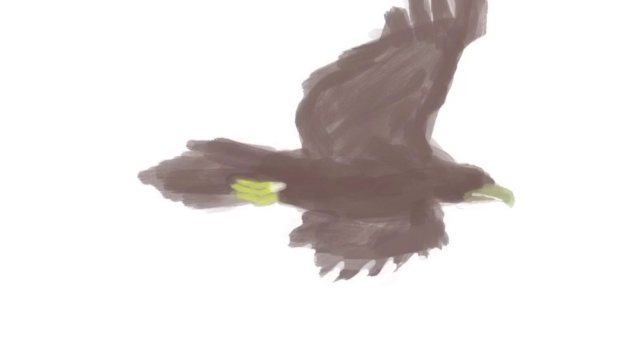 1280x720 Drawing Time Lapse - Eagle Soaring Drawing