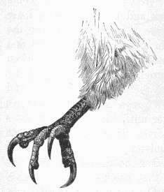 234x275 Eagle's Talon - Eagle Talons Drawing
