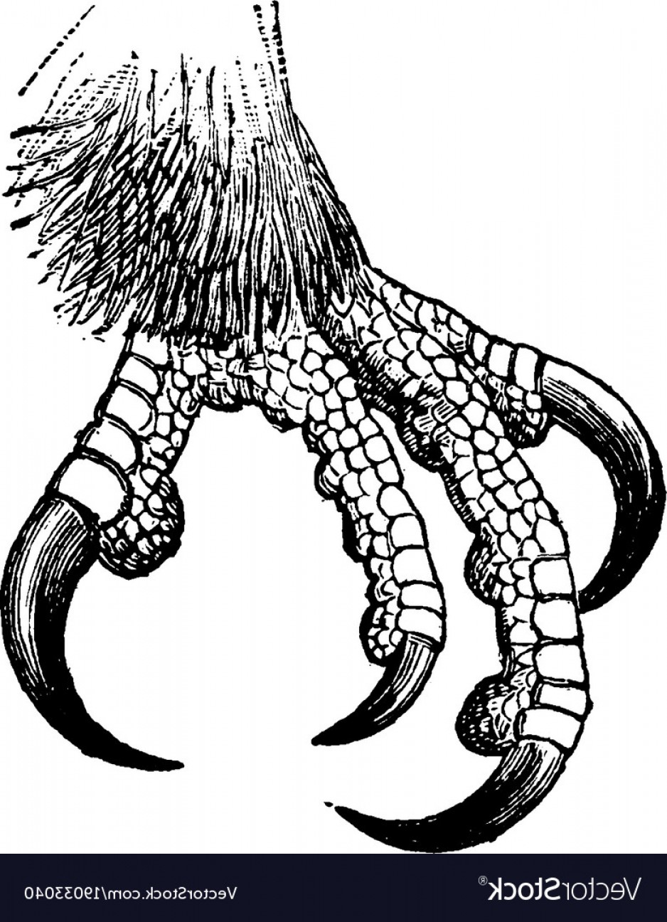 938x1296 Hawk Claws Vector Sohadacouri - Eagle Talons Drawing
