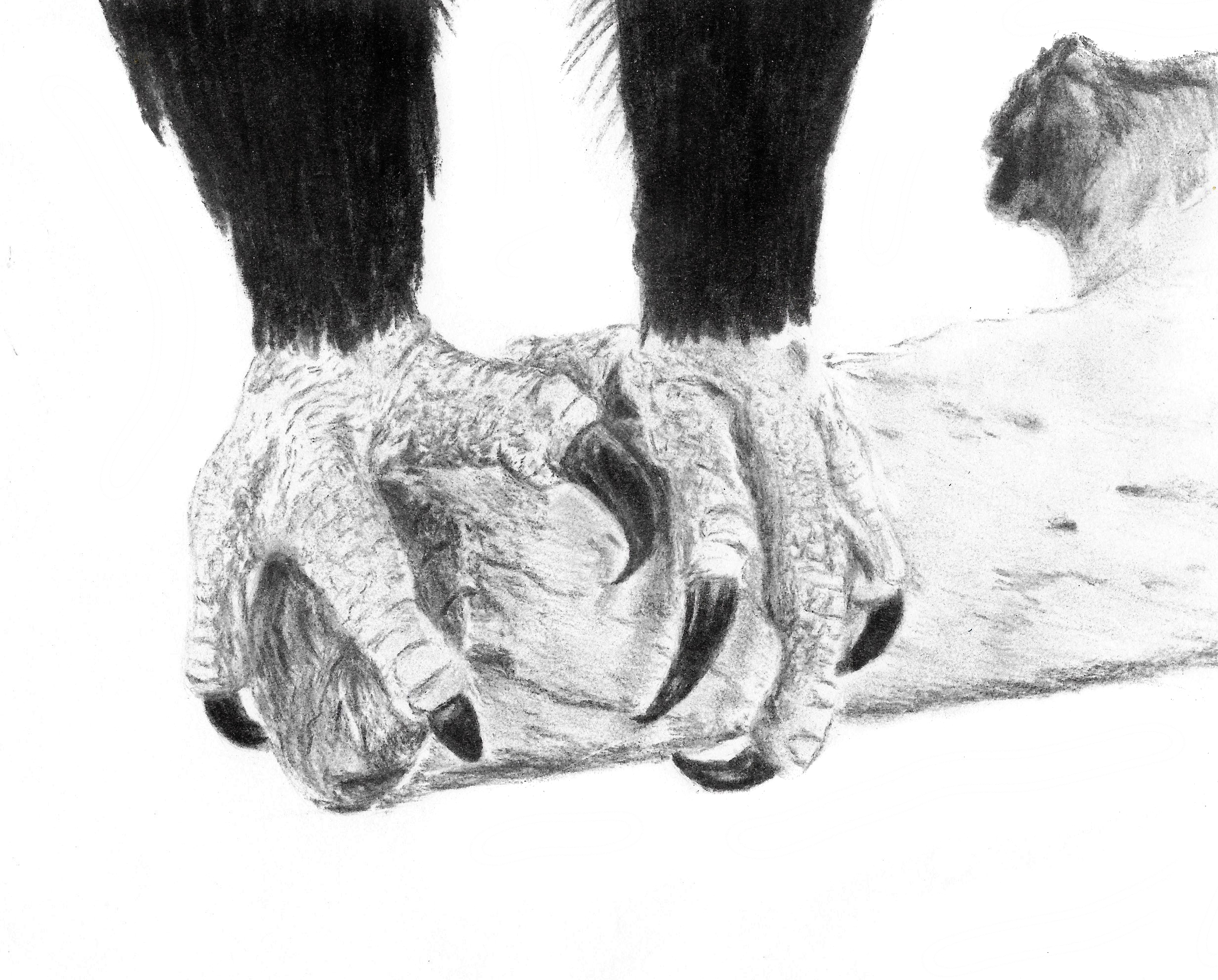 Eagle Talons Drawing at Explore collection of