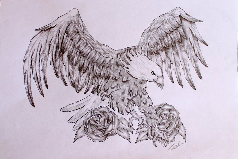 800x534 Eagle Tattoo Design - Eagle Tattoo Drawing
