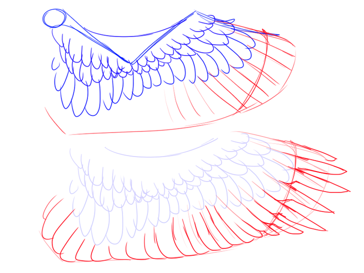 Eagle Wings Drawing