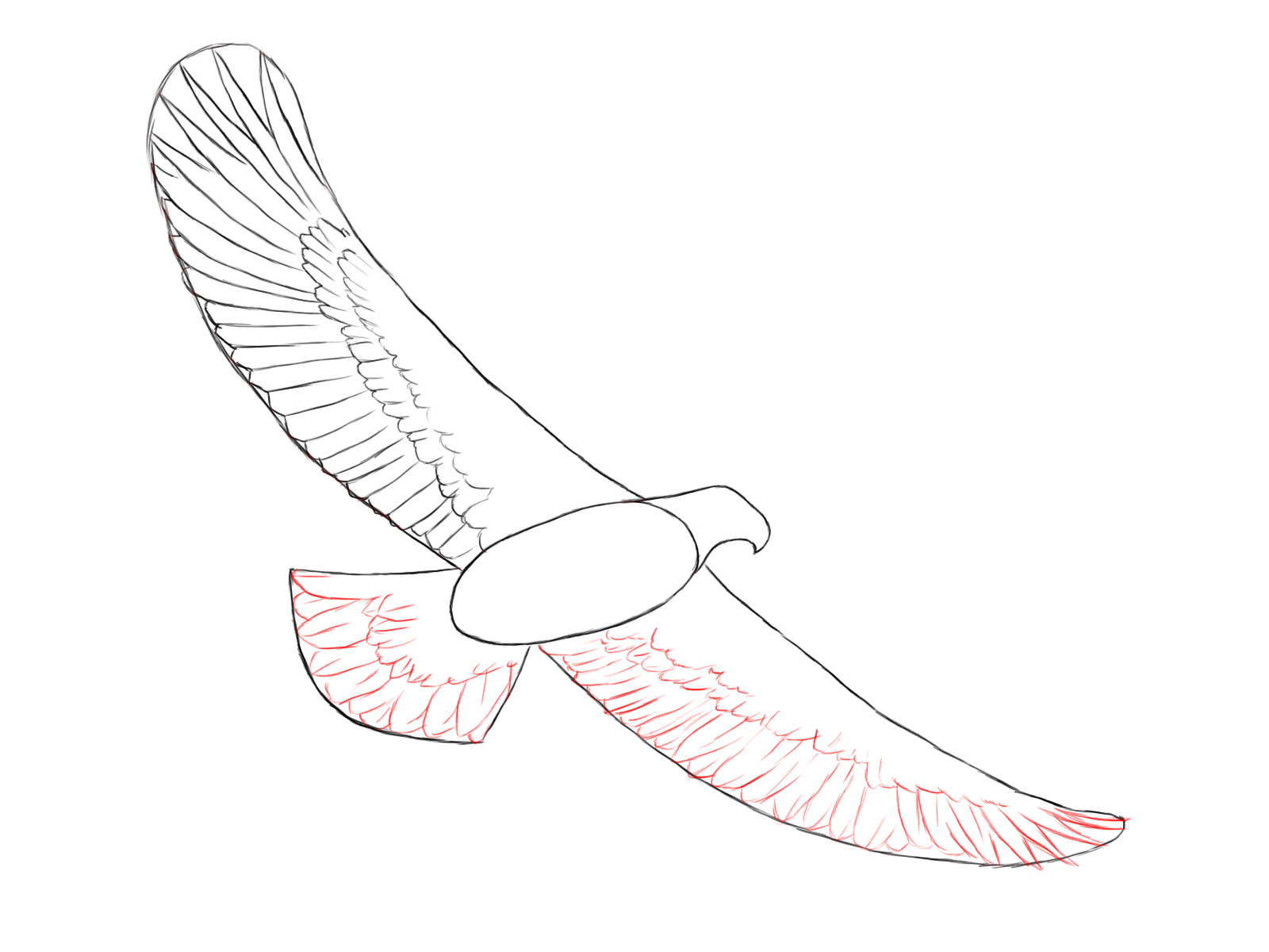 1600x1200 How To Draw An Eagle - Eagle Wings Drawing