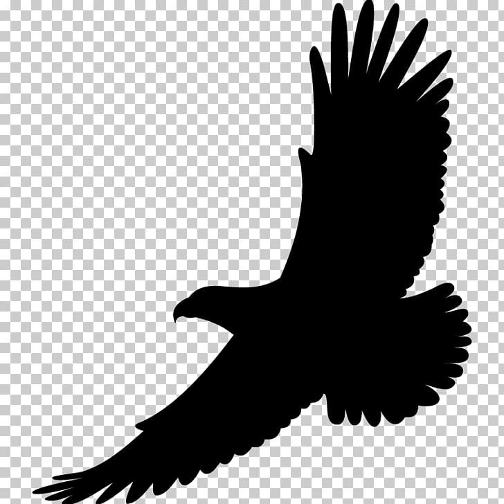 728x728 Eagle Wings Png Cliparts For Free Download Uihere - Eagle Wings Drawing