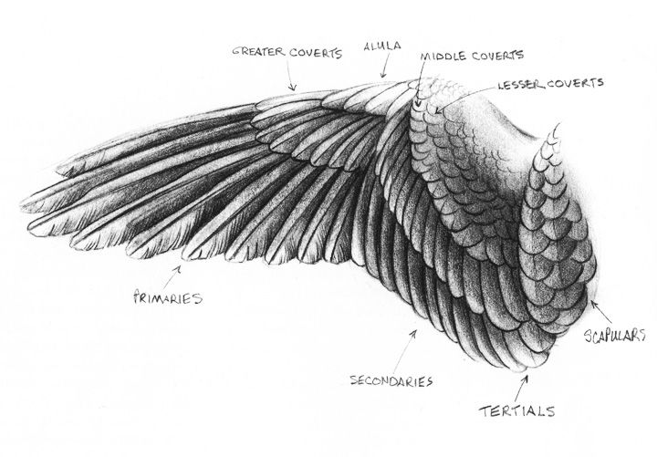 720x501 Eagle Wings Wing Drawing - Eagle Wings Drawing
