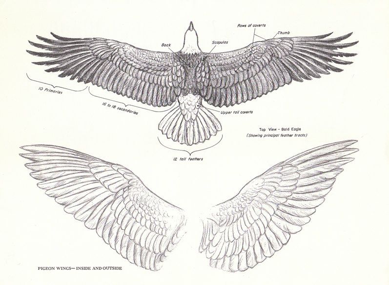 797x583 Pigeons Wings - Eagle Wings Drawing