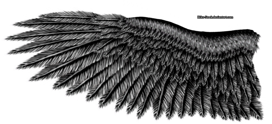 900x410 drawing wings eagle wings for free download - Eagle Wings Drawing