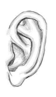 180x312 image result for human ear templates drawing art journal cosas - Ear Drawing