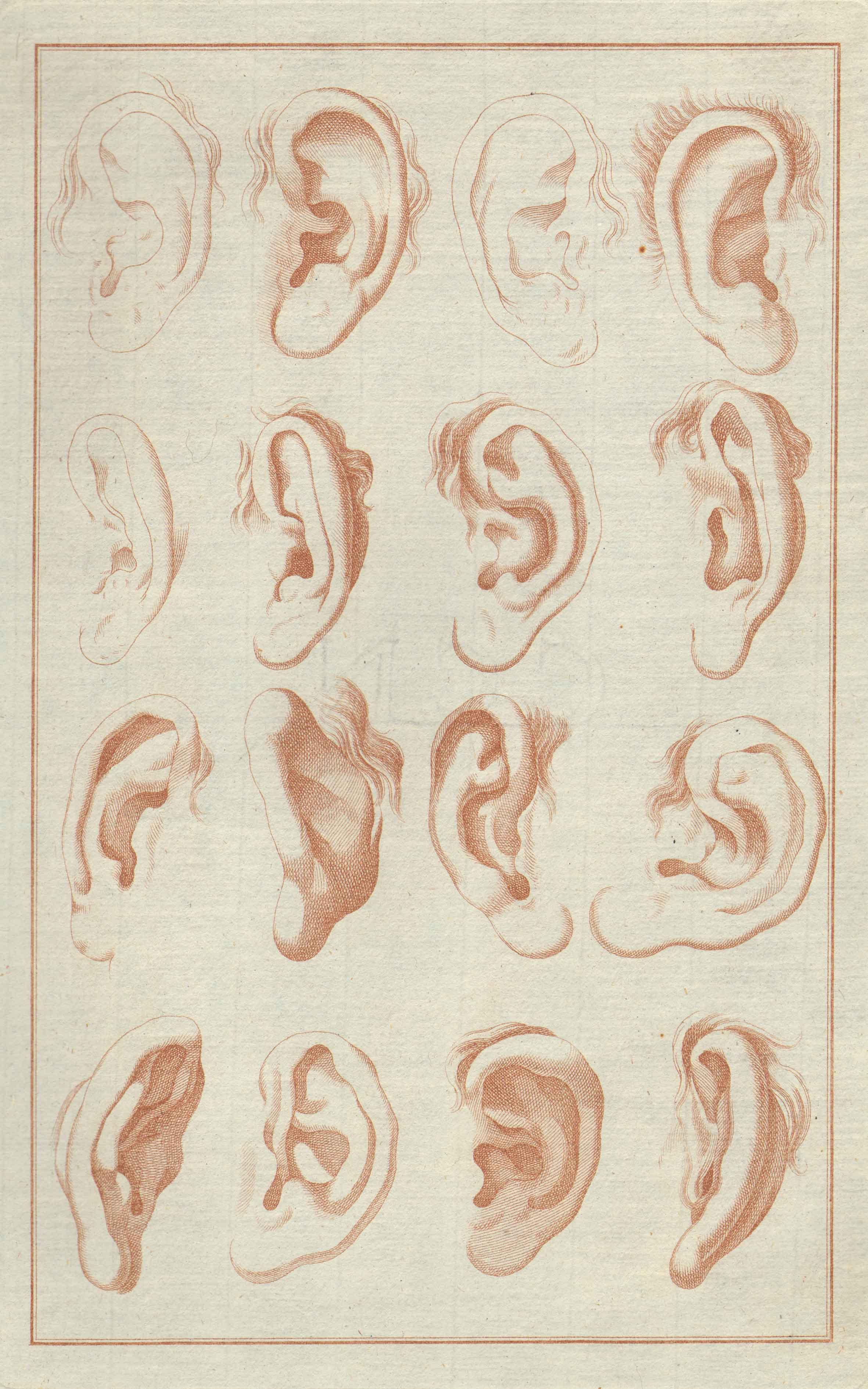 2362x3780 ear drawing reference colourgrid {beta} - Ear Drawing Reference