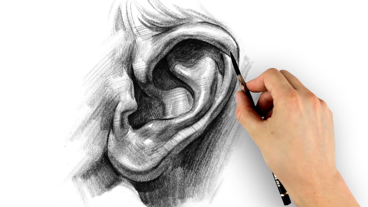 1280x720 How To Draw Ears - Ear Drawing Reference