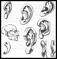 200x206 How To Draw Ears And The Human Face Drawing Tutorials Drawing - Ear Drawing Reference