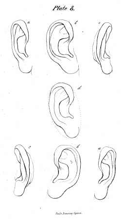 253x450 How To Draw Ears - Ear Drawing Reference