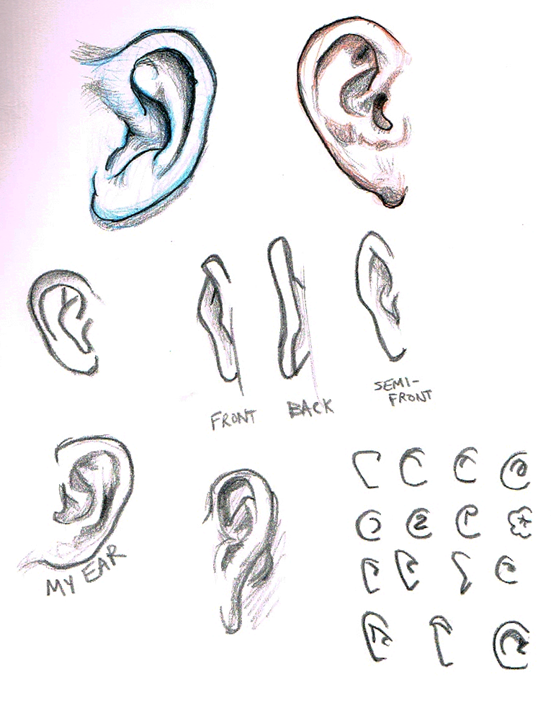 Ear Drawing Reference at PaintingValley.com | Explore collection of Ear