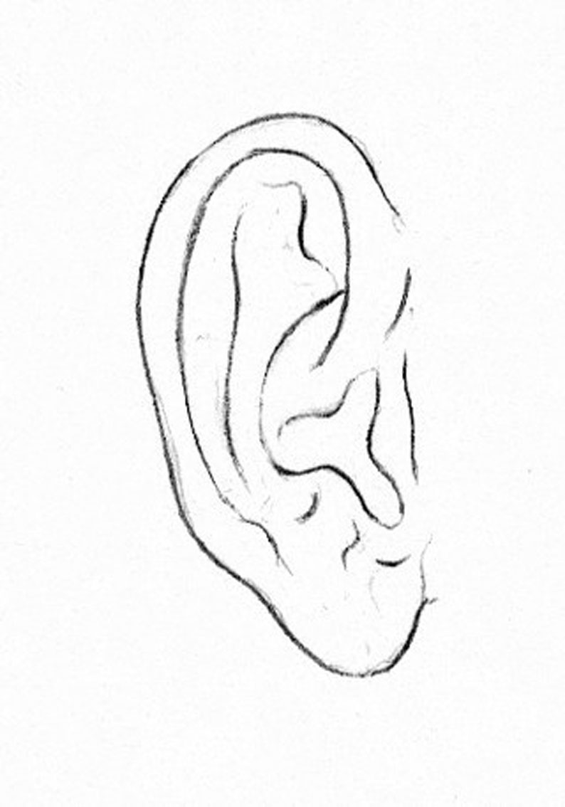 Ear Line Drawing at Explore collection of Ear Line