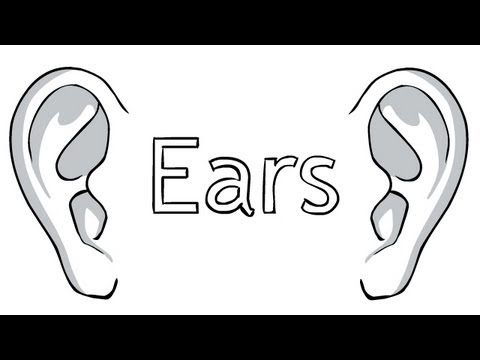 480x360 How To Draw Ears - Ear Line Drawing