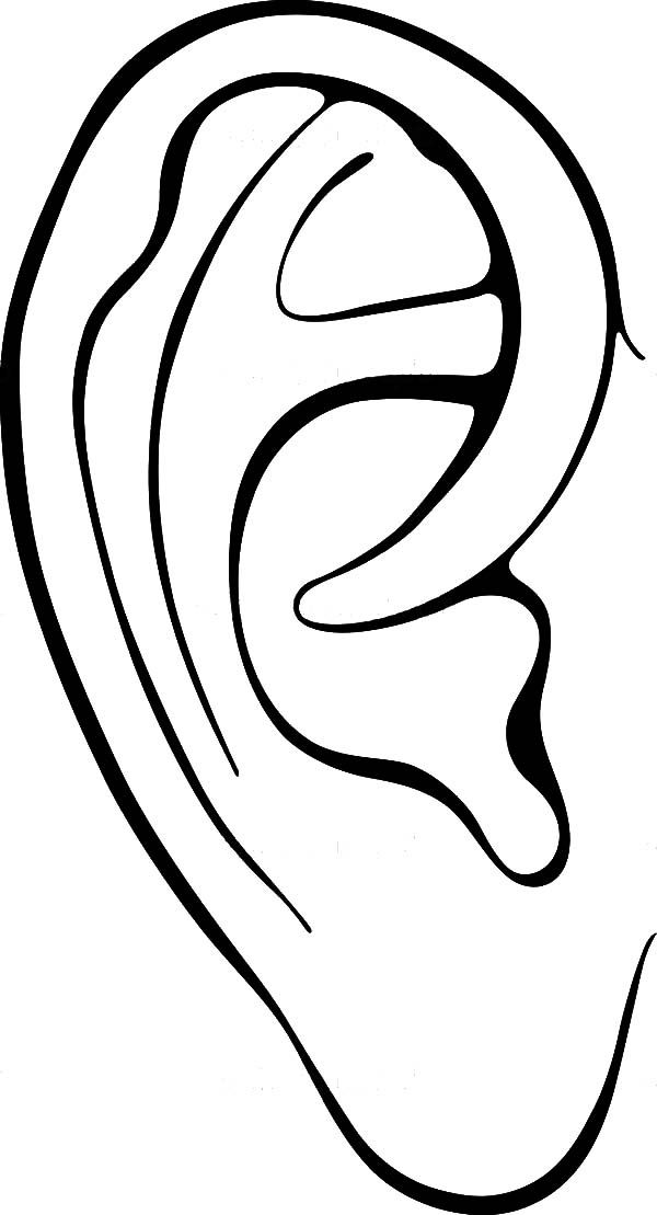 600x1109 Image Result For Big Ears Drawing Crafts For Kids In How - Ear Line Drawing