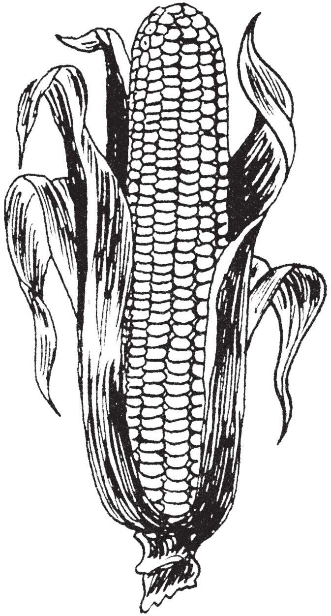 Ear Of Corn Drawing at Explore collection of Ear