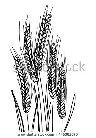 328x470 Drawn Wheat Ear Corn - Ear Of Corn Drawing