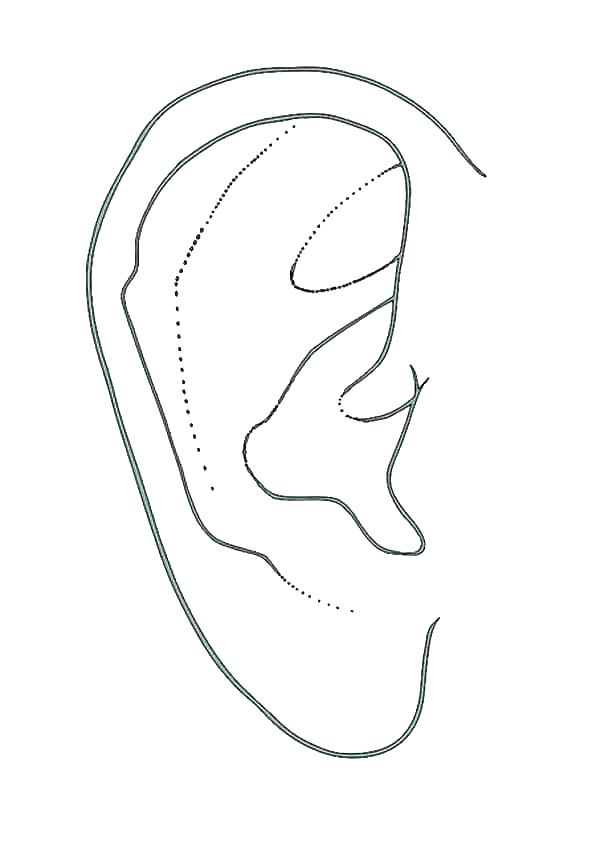 600x848 Ear Coloring - Ear Of Corn Drawing