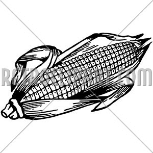300x300 Ear Of Corn - Ear Of Corn Drawing