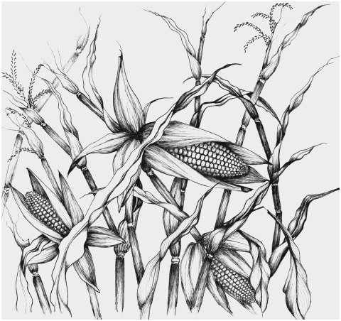 480x452 Ear Of Corn Coloring - Ear Of Corn Drawing