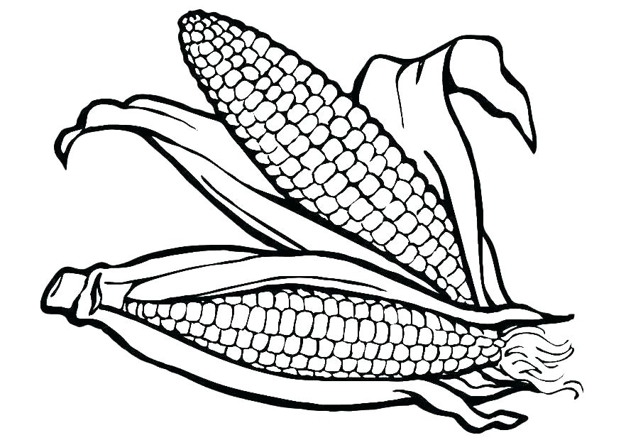 Ear Of Corn Drawing at PaintingValley.com | Explore collection of Ear ...