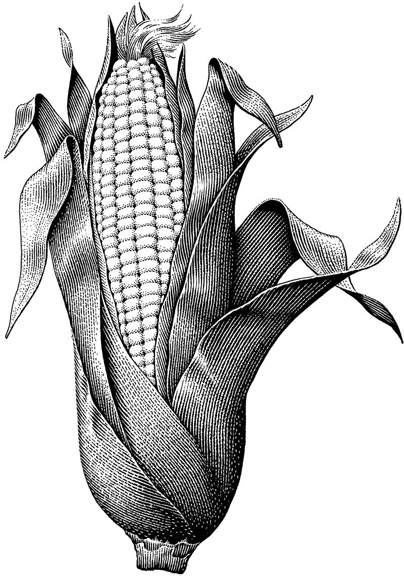 Ear Of Corn Drawing at Explore collection of Ear