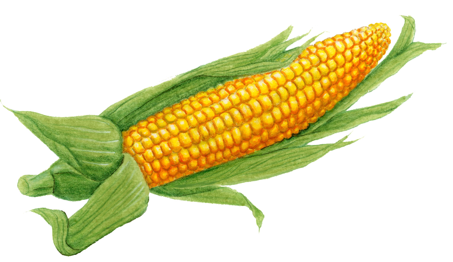 Кукуруза на белом фоне