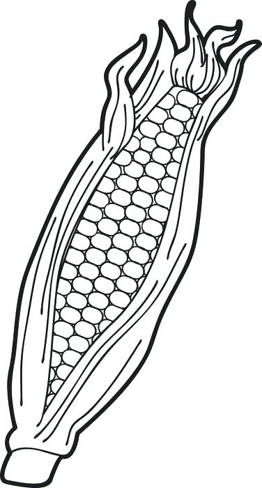 376x700 coloring corn cob coloring - Ear Of Corn Drawing