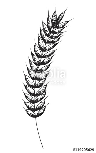 316x500 Ear Of Corn On A White Background Drawing Stock Photo And Royalty - Ear Of Corn Drawing