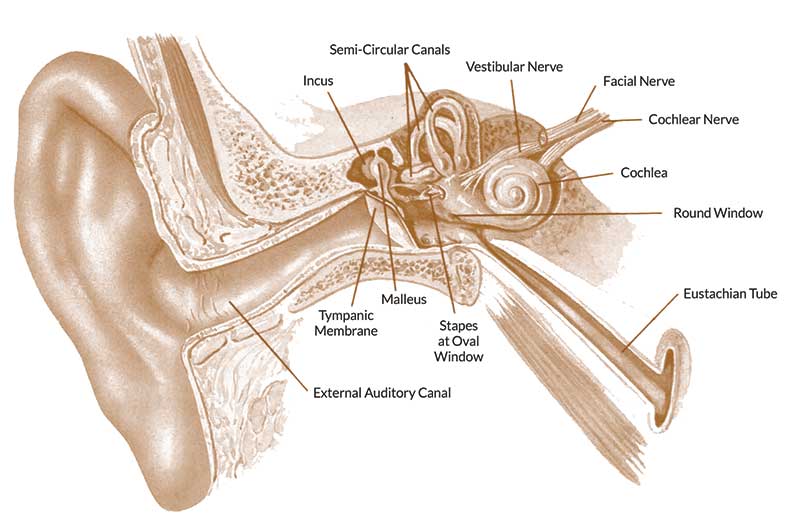 800x520 eustachian tube and middle ear problems - Eardrum Drawing