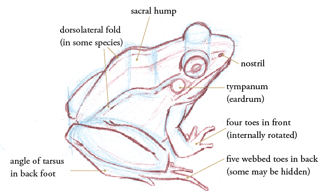670x396 how to draw frogs and toads - Eardrum Drawing