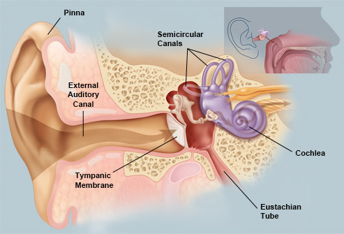 493x335 picture of the ear ear conditions and treatments - Eardrum Drawing